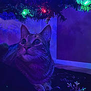 Pharaoh joined the competition — help win amazing prizes! cat, tabby_cat, christmas_tree, holiday_lights, indoor, decorations, festive, nighttime, curious, pet, animal, whiskers, ears, sequin, colorful_lights, closeup, cozy, background, floor, shadow