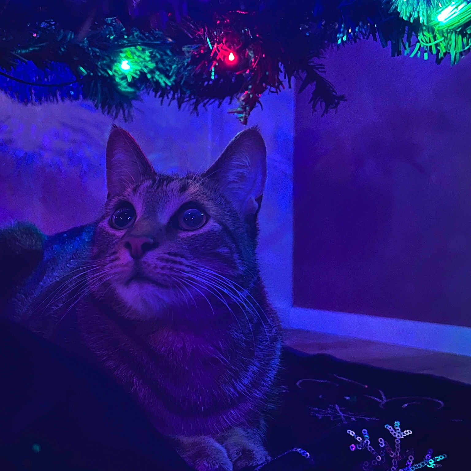 Pharaoh joined the competition — help win amazing prizes! animal, background, cat, christmas_tree, closeup, colorful_lights, cozy, curious, decorations, ears, festive, floor, holiday_lights, indoor, nighttime, pet, sequin, shadow, tabby_cat, whiskers