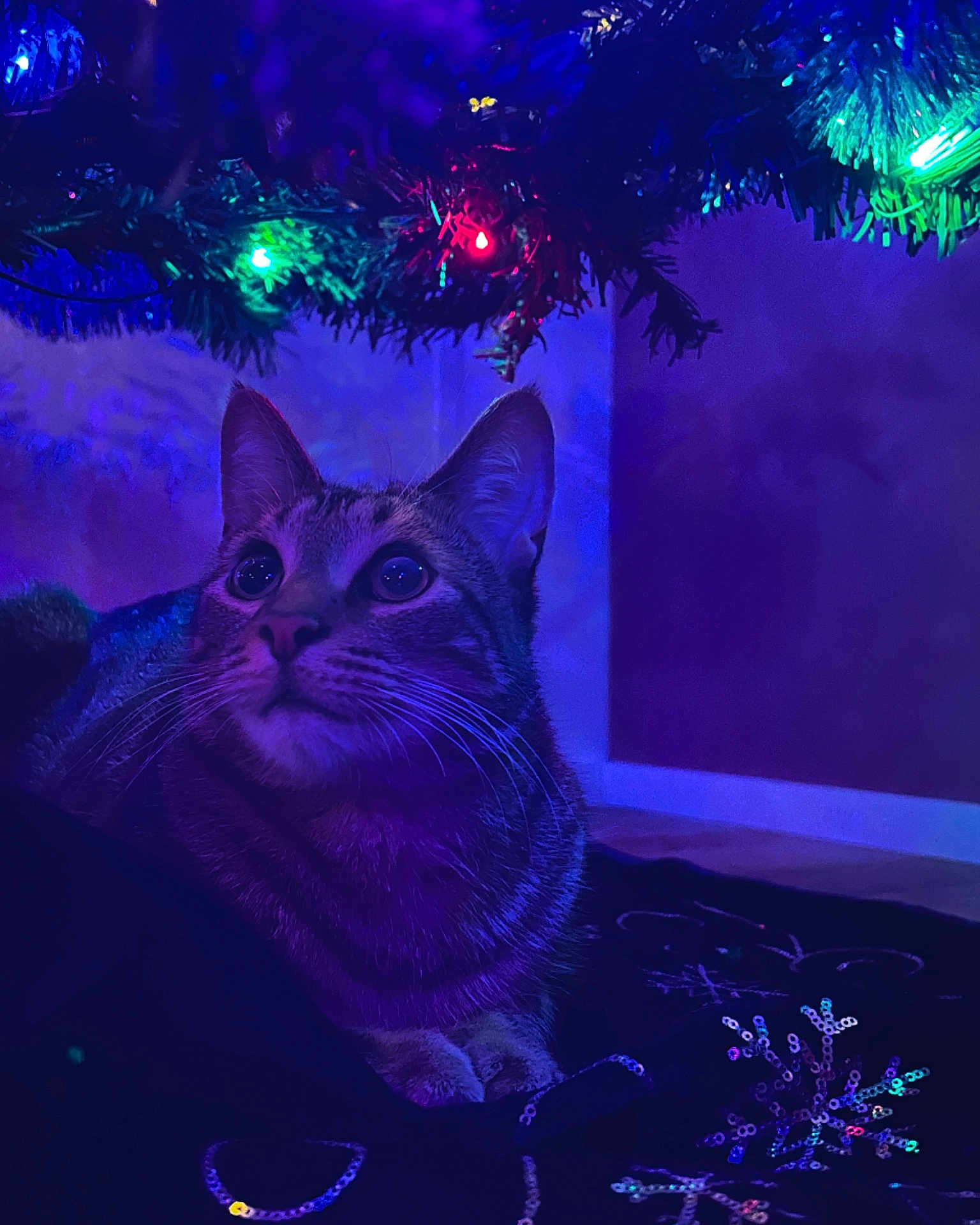 Pharaoh joined the competition — help win amazing prizes! cat, tabby_cat, christmas_tree, holiday_lights, indoor, decorations, festive, nighttime, curious, pet, animal, whiskers, ears, sequin, colorful_lights, closeup, cozy, background, floor, shadow
