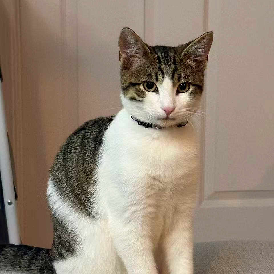 Oolong is registered to the contest to win money with this photo: cat, tabby, white_fur, sitting, indoor, pet, animal, collar, feline, curious, ears, whiskers, tail, door, floor, portrait, domestic, cute, fur, eyes