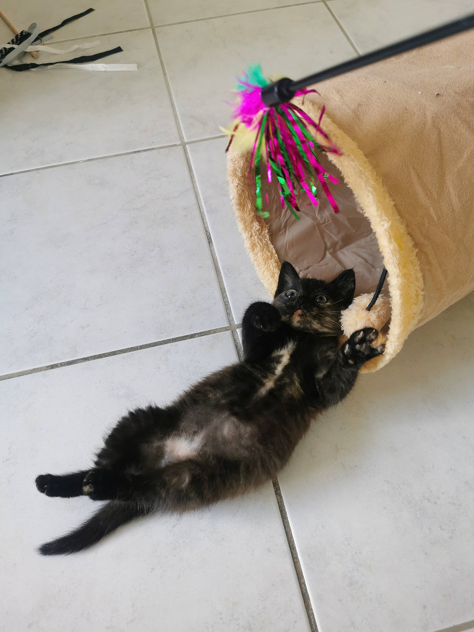 Bahia participe au concours pour gagner de l'argent avec cette photo : canidae, carnivore, cat, cat_toy, claw, dog_breed, domestic_short_haired_cat, fashion_accessory, fawn, feather, felidae, floor, flooring, fur, leash, paw, pet_supply, small_to_medium_sized_cats, tail, whiskers