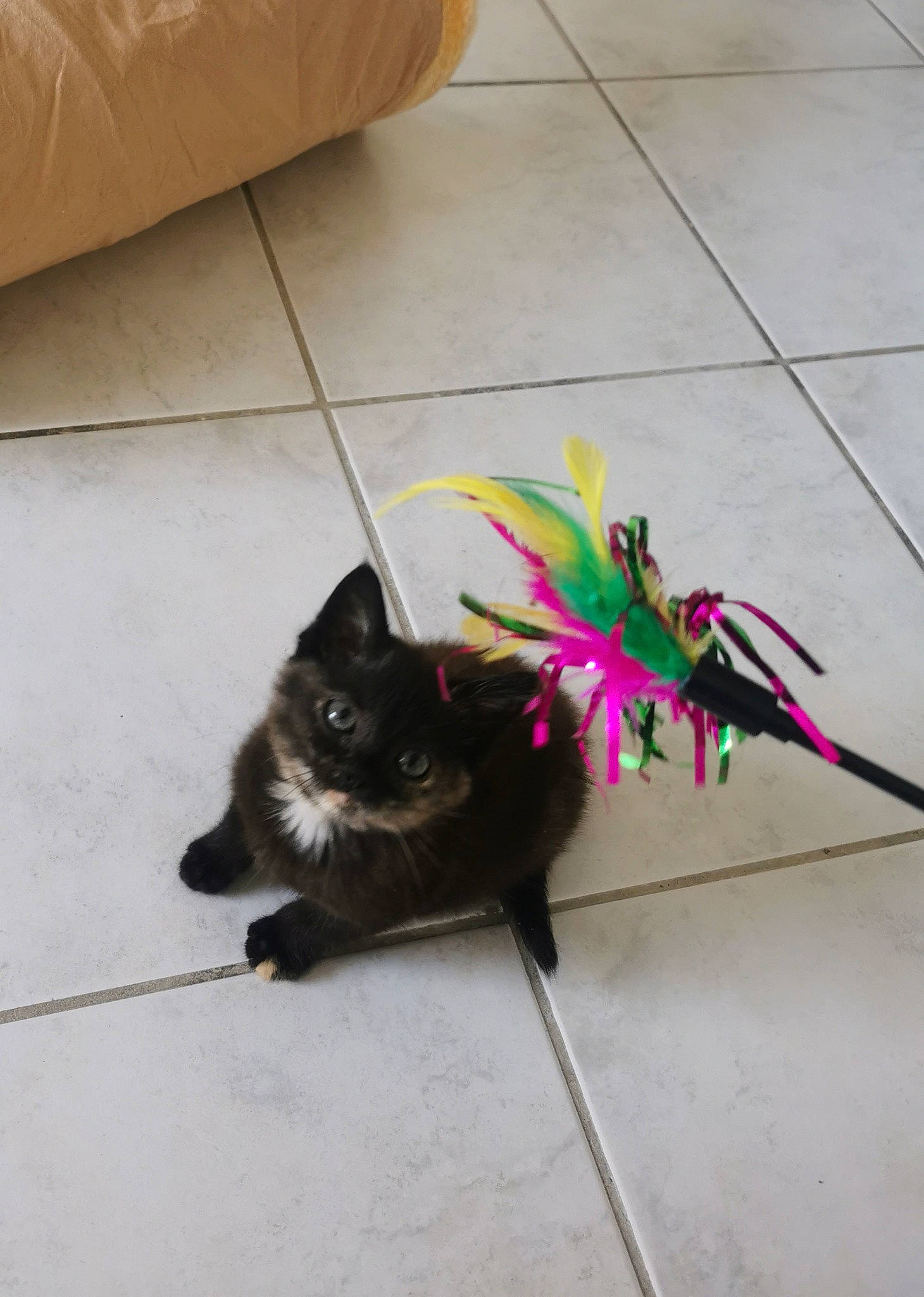 Bahia a rejoint le concours — aidez-le/la à gagner de superbes lots ! black_cat, carnivore, cat, couch, felidae, floor, flooring, fur, grey, hardwood, laminate_flooring, magenta, plant, small_to_medium_sized_cats, tail, tile_flooring, whiskers, wood, wood_flooring, wood_stain