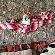 Spike is registered to the contest to win money with this photo: