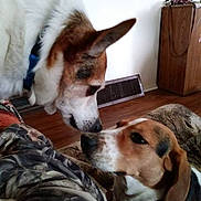 Copper joined the competition — help win amazing prizes! dog, beagle, mixed_breed, two_dogs, sniffing, nose_to_nose, indoor, living_room, hardwood_floor, vent, furniture, blanket, collar, closeup, portrait, pet, ears, brown_white, couch, camo_pants