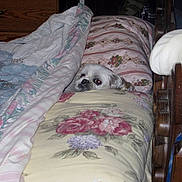 Miss Daisy is registered to the contest to win money with this photo: