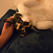 Aya participe au concours pour gagner de l'argent avec cette photo : cat, calico, pet, hand, blanket, indoor, cozy, feline, fur, whiskers, relaxed, closeup, animal, domestic, bedroom, soft, comfort, resting, cute, eye