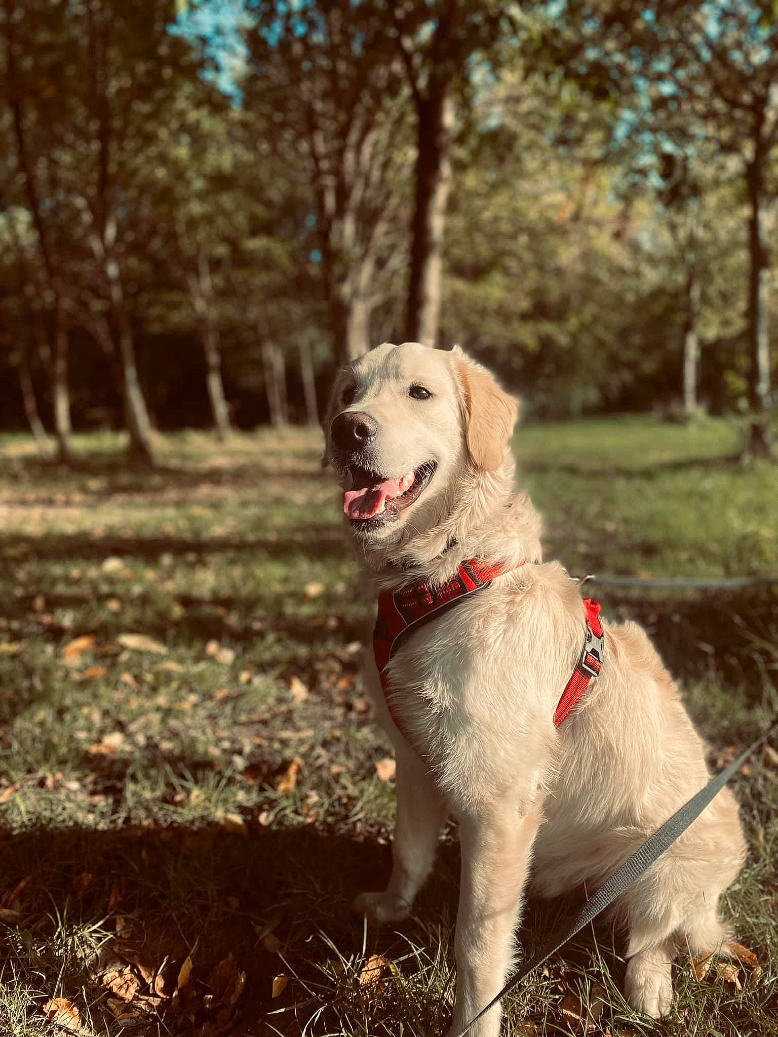 Lucky participe au concours pour gagner de l'argent avec cette photo : carnivore, collar, companion_dog, dog, dog_breed, dog_collar, forest, grass, happy, labrador_retriever, leash, people_in_nature, pet_supply, plant, retriever, soil, sporting_group, tail, tree, working_animal