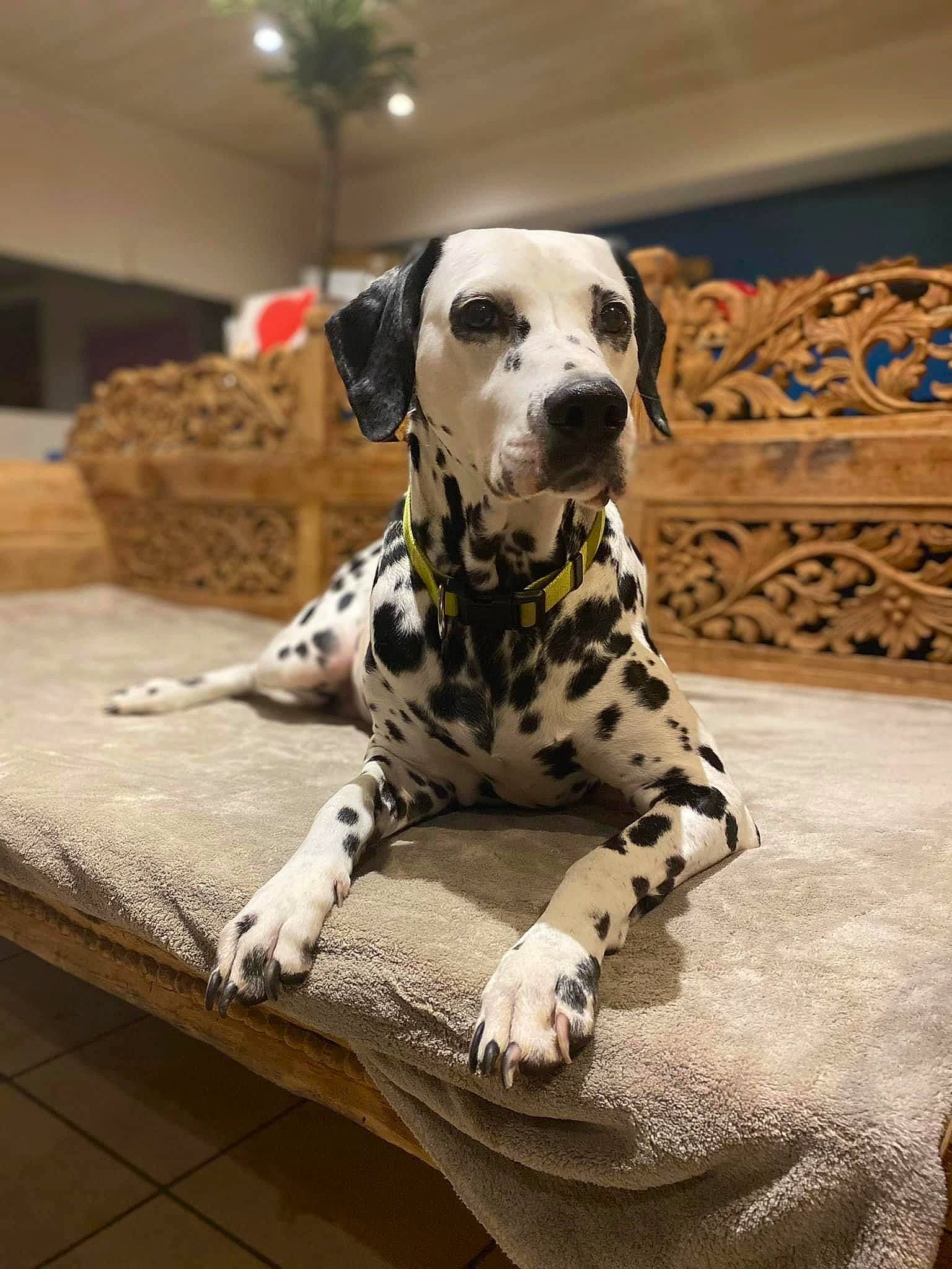 Laika a rejoint le concours — aidez-le/la à gagner de superbes lots ! canidae, carnivore, comfort, companion_dog, couch, dalmatian, dog, dog_breed, fawn, flooring, hardwood, non_sporting_group, paw, snout, sporting_group, terrestrial_animal, whiskers, wood, working_animal, working_dog