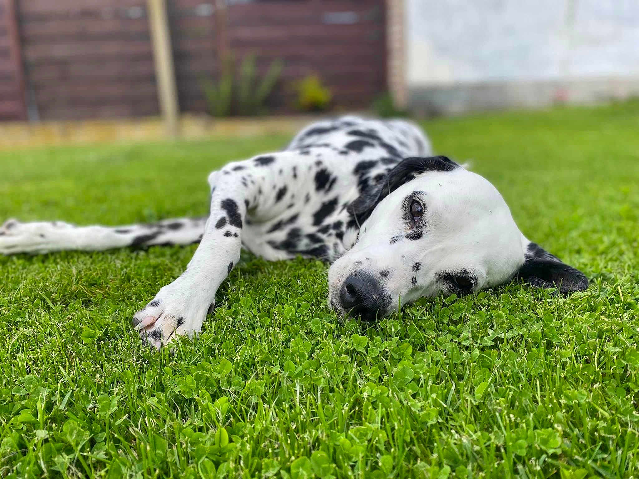 Laika