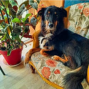 Jenna a rejoint le concours — aidez-le/la à gagner de superbes lots ! animal, canine, chaise, couch, dog, dogbed, furniture, person, pet, plant, pottedplant, puppy, sitting