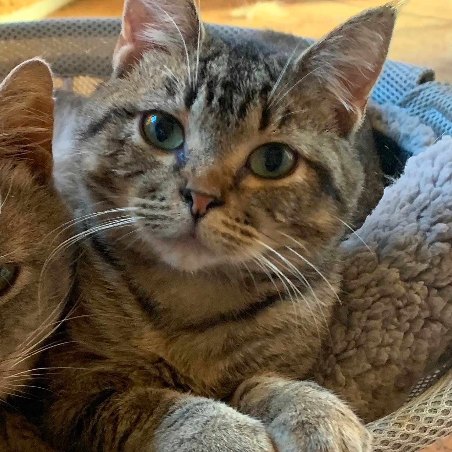Little T is registered to the contest to win money with this photo: abyssinian, animal, cat, couch, egyptiancat, electronics, furniture, hardware, kitten, manx, pet