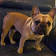 Zac is registered to the contest to win money with this photo: alert, animal, brown_coat, canine, closeup, companion, cute, dog, domestic_dog, ears_up, expression, four_legs, french_bulldog, fur, indoor, leather_couch, paw, pet, snout, standing