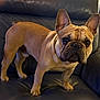 alert, animal, brown_coat, canine, closeup, companion, cute, dog, domestic_dog, ears_up, expression, four_legs, french_bulldog, fur, indoor, leather_couch, paw, pet, snout, standing