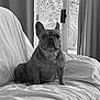 animal, bed, black_and_white, blanket, canine, cozy, curtains, dog, domestic, ears, french_bulldog, fur, furniture, house, indoor, pet, portrait, relaxed, sitting, window