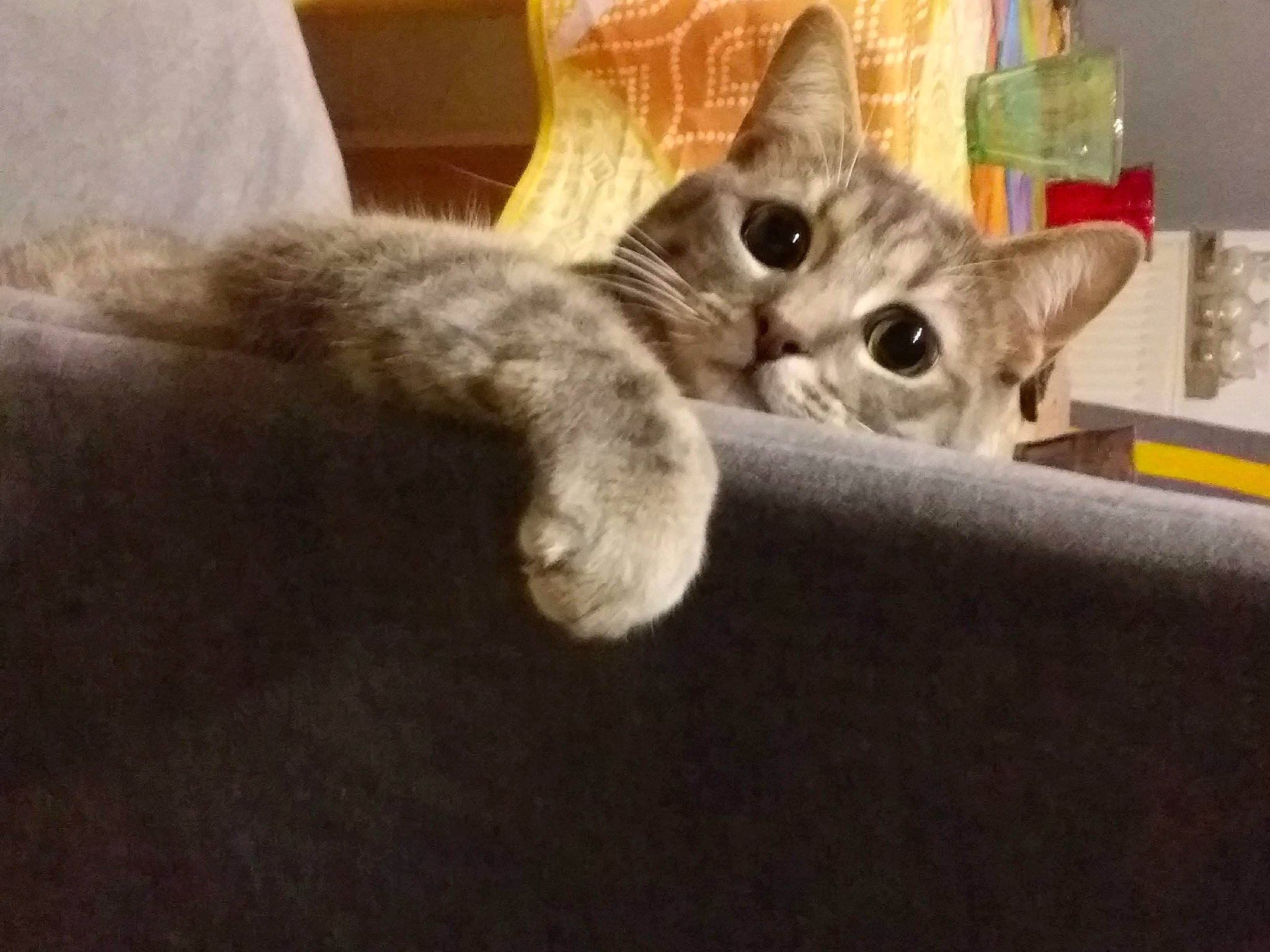 Pipo participe au concours pour gagner de l'argent avec cette photo : box, carnivore, cat, cat_furniture, cat_supply, claw, comfort, couch, domestic_short_haired_cat, ear, fawn, felidae, fur, paw, photo_caption, sitting, small_to_medium_sized_cats, snout, tail, whiskers