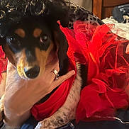 Hazelquinn is registered to the contest to win money with this photo: dog, pet, costume, red, wig, curly_hair, leopard_print, hand, indoor, bed, fabric, black, brown, white, fur, cute, small_dog, holding, dress, playful