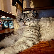 Maverick is registered to the contest to win money with this photo: cat, fluffy_cat, long_hair, silver_tabby, fur, whiskers, green_eyes, pointed_ears, nose, face, lying_down, relaxed, indoor, wooden_table, wood_furniture, shelf, shoes, home, pet, portrait