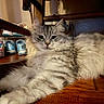 cat, fluffy_cat, long_hair, silver_tabby, fur, whiskers, green_eyes, pointed_ears, nose, face, lying_down, relaxed, indoor, wooden_table, wood_furniture, shelf, shoes, home, pet, portrait