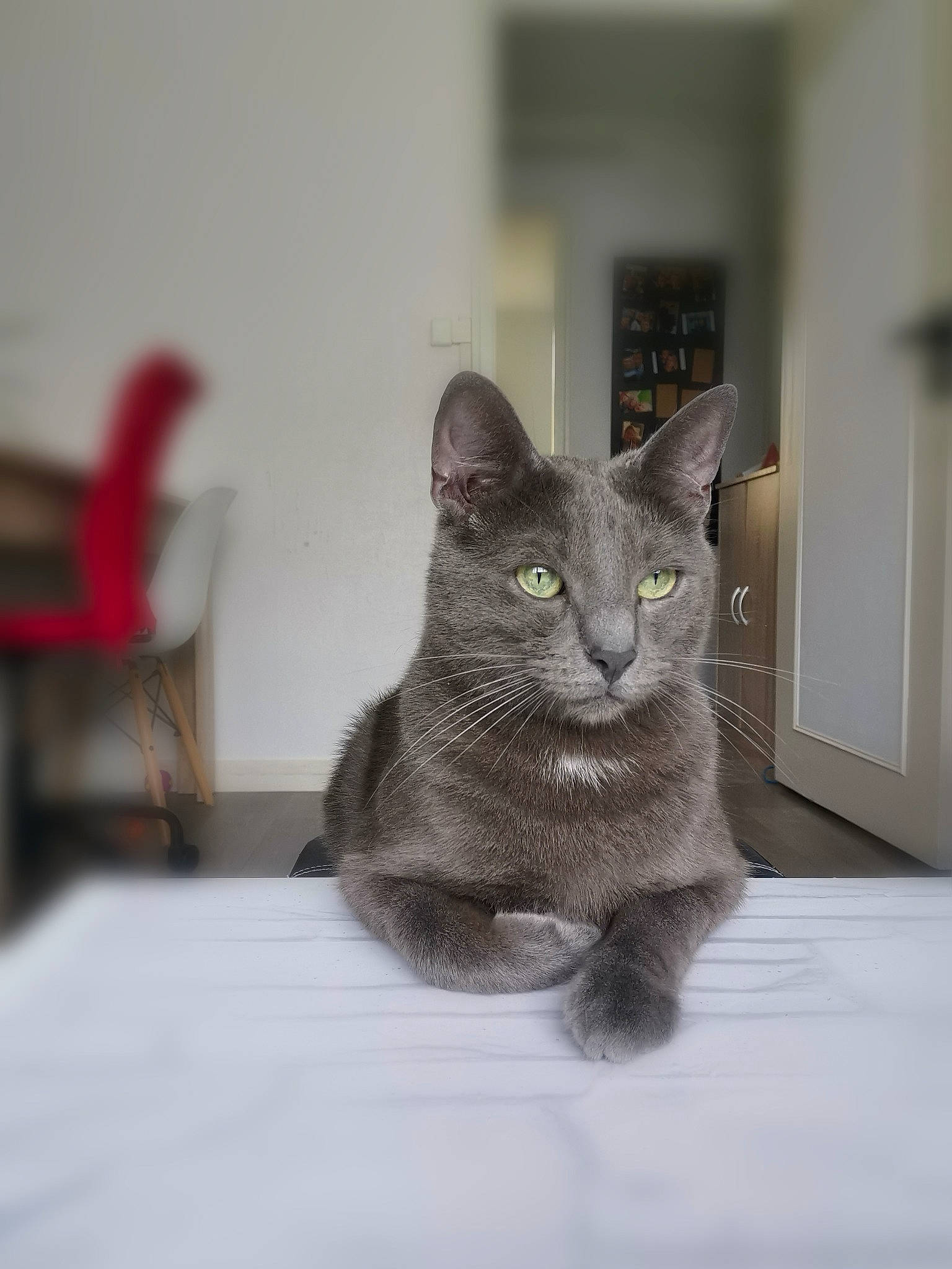 Pika participe au concours pour gagner de l'argent avec cette photo : art, carnivore, cat, domestic_short_haired_cat, door, felidae, fur, grey, russian_blue, small_to_medium_sized_cats, snout, tail, whiskers, window