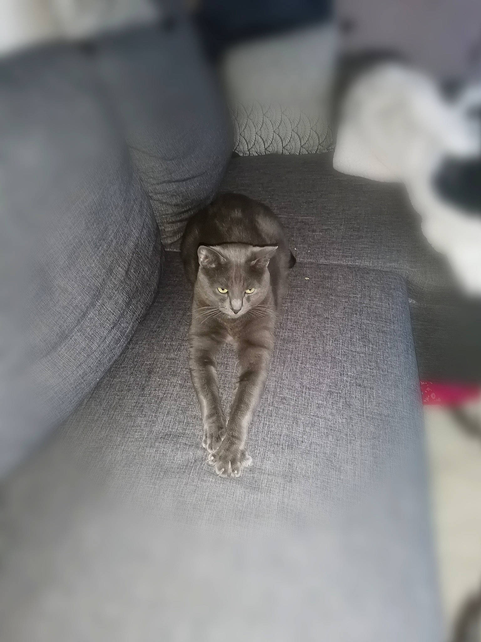 Pika a rejoint le concours — aidez-le/la à gagner de superbes lots ! carnivore, cat, close_up, domestic_short_haired_cat, fawn, felidae, fur, gesture, grey, macro_photography, monochrome, monochrome_photography, sleeve, small_to_medium_sized_cats, snout, tail, terrestrial_animal, whiskers, wildlife, wood