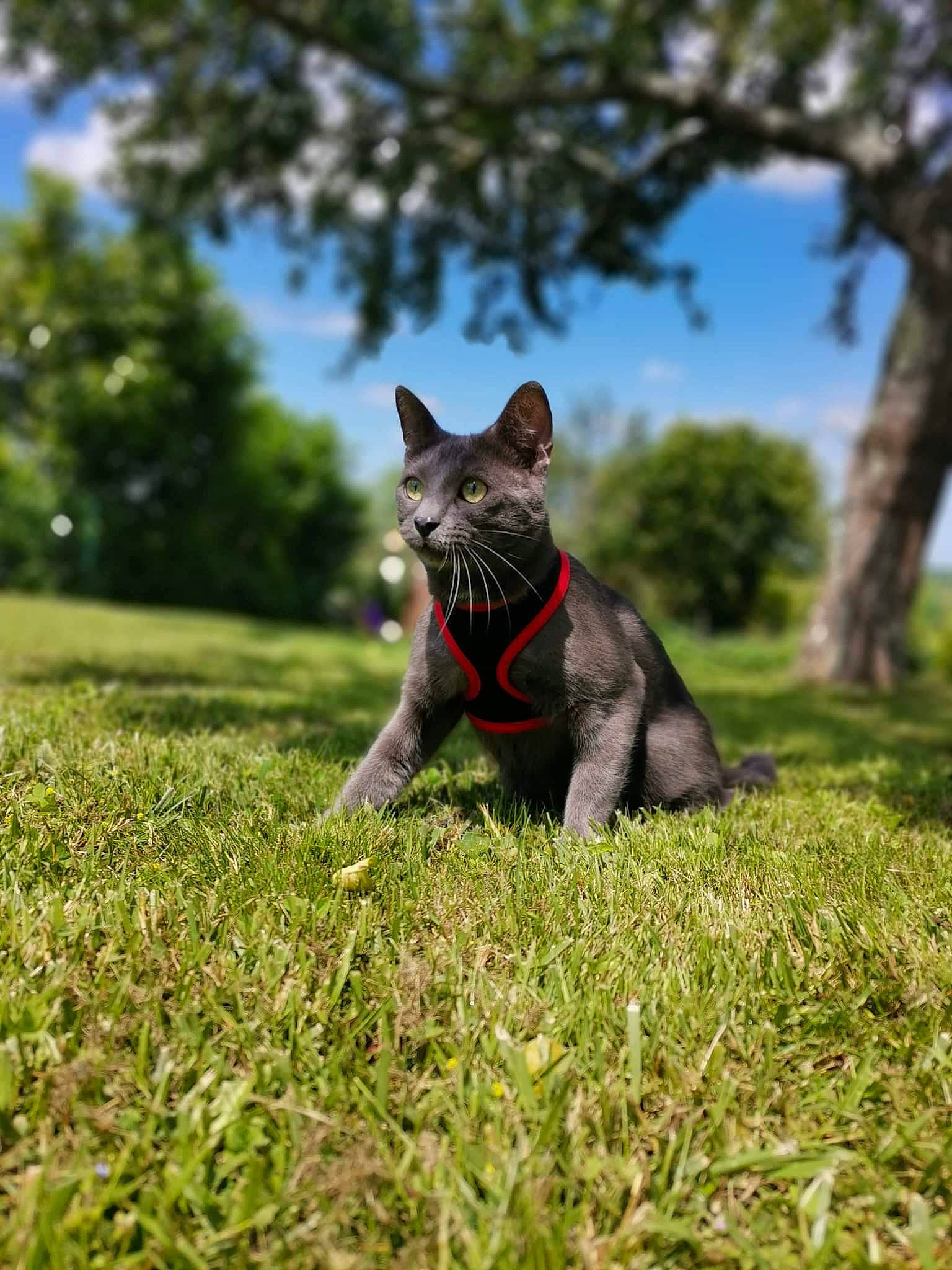 Pika participe au concours pour gagner de l'argent avec cette photo : canidae, carnivore, cat, dog_breed, domestic_short_haired_cat, fawn, felidae, fur, grass, grassland, groundcover, plant, sky, small_to_medium_sized_cats, snout, sporting_group, tail, terrestrial_animal, tree, whiskers