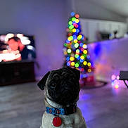 Spidey is registered to the contest to win money with this photo: dog, pug, pet, collar, indoor, floor, christmas_tree, lights, blurred_background, living_room, holiday, festive, animal, cute, portrait, flooring, tag, domestic_animal, canine, decorations