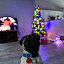 dog, pug, pet, collar, indoor, floor, christmas_tree, lights, blurred_background, living_room, holiday, festive, animal, cute, portrait, flooring, tag, domestic_animal, canine, decorations
