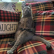 Gelato is registered to the contest to win money with this photo: cat, gray_cat, plaid_couch, remote_control, cushion, indoor, pet, animal, furniture, living_room, plant, door, kitchen, pillow, sitting, surprised, funny_pose, home, cozy, decor