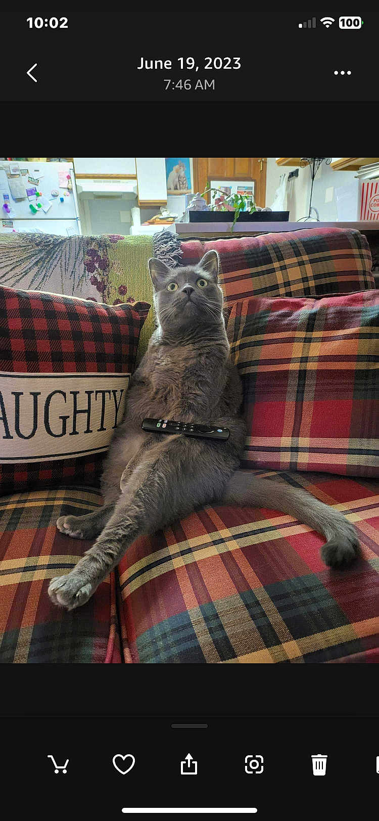 Gelato is registered to the contest to win money with this photo: cat, gray_cat, plaid_couch, remote_control, cushion, indoor, pet, animal, furniture, living_room, plant, door, kitchen, pillow, sitting, surprised, funny_pose, home, cozy, decor