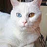 Mavies a rejoint le concours — aidez-le/la à gagner de superbes lots ! cat, white_cat, heterochromia, blue_eye, amber_eye, indoor, pet, whiskers, closeup, feline, animal, cute, domestic_cat, relaxed, portrait, fur, pink_nose, ears, wooden_surface, calm