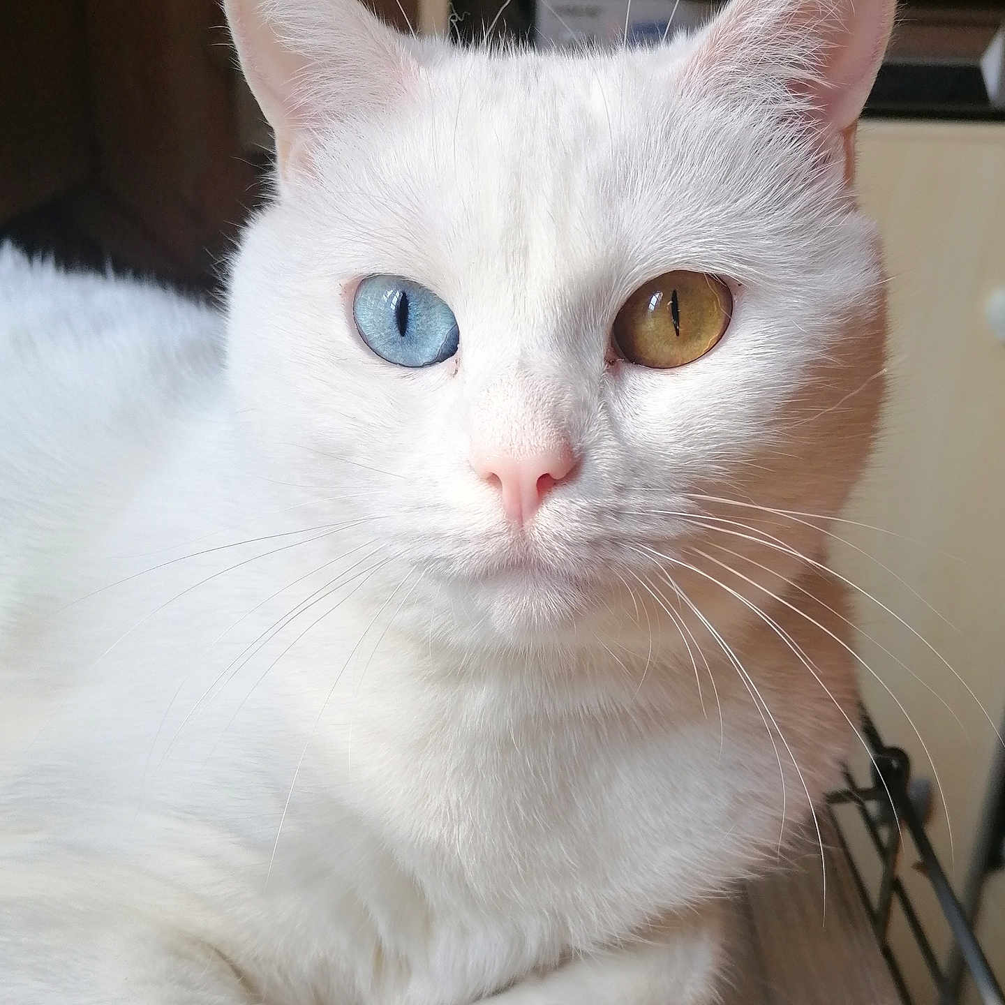 Mavies a rejoint le concours — aidez-le/la à gagner de superbes lots ! cat, white_cat, heterochromia, blue_eye, amber_eye, indoor, pet, whiskers, closeup, feline, animal, cute, domestic_cat, relaxed, portrait, fur, pink_nose, ears, wooden_surface, calm