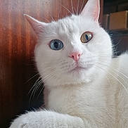 Mavies a rejoint le concours — aidez-le/la à gagner de superbes lots ! cat, white_cat, heterochromia, close_up, pet, animal, feline, whiskers, pink_nose, ears, fur, indoor, curious, portrait, looking_at_camera, wood_background, domestic_cat, one_eye_blue, one_eye_amber, relaxed