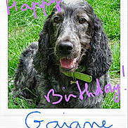 Gaiane a rejoint le concours — aidez-le/la à gagner de superbes lots ! boykin_spaniel, dog, dog_breed, dog_like_mammal, english_cocker_spaniel, field_spaniel, grass, russian_spaniel, spaniel