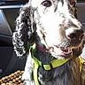 Gaiane participe au concours pour gagner de l'argent avec cette photo : dog, dog_breed, dog_like_mammal, retriever, snout, sporting_group