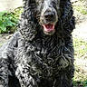 Gaiane participe au concours pour gagner de l'argent avec cette photo : american_cocker_spaniel, american_water_spaniel, boykin_spaniel, carnivoran, cockapoo, dog, dog_breed, dog_like_mammal, english_cocker_spaniel, field_spaniel, german_spaniel, poodle_crossbreed, portuguese_water_dog, rare_breed_dog, russian_spaniel, spaniel, spanish_water_dog, sporting_group