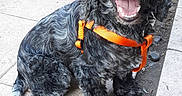 Gaiane participe au concours pour gagner de l'argent avec cette photo : american_cocker_spaniel, dog, dog_breed, dog_like_mammal, english_cocker_spaniel, russian_spaniel, snout, spaniel, sporting_group
