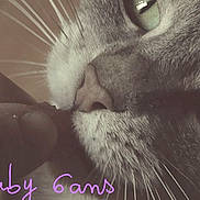 Gaby a rejoint le concours — aidez-le/la à gagner de superbes lots ! carnivoran, cat, cat_like_mammal, close_up, domestic_short_haired_cat, ear, eye, face, facial_hair, fur, kitten, mammal, nose, organ, paw, photo_caption, small_to_medium_sized_cats, snout, whiskers