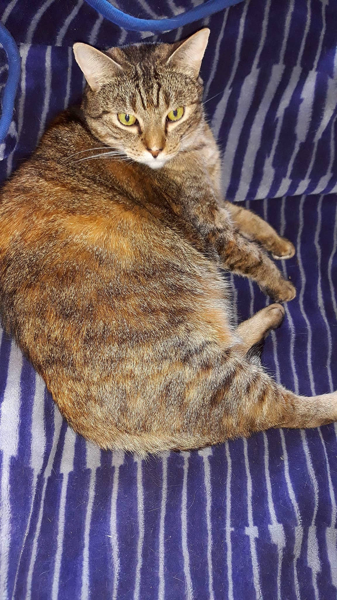 Gwennan