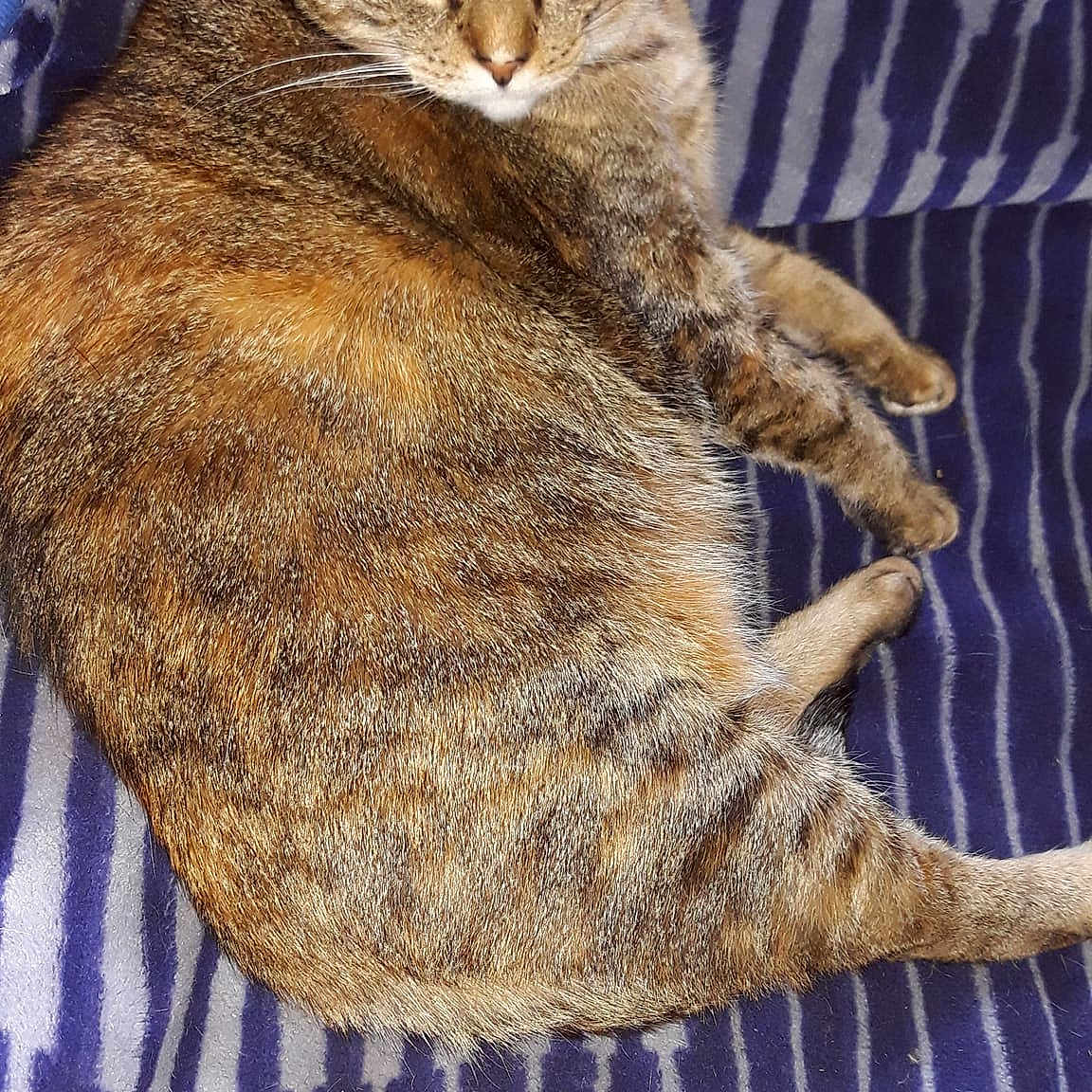 Gwennan