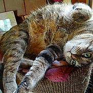 Gwennan participe au concours pour gagner de l'argent avec cette photo : cat, cat_like_mammal, claw, domestic_short_haired_cat, dragon_li, european_shorthair, fauna, fur, kitten, paw, pixie_bob, small_to_medium_sized_cats, snout, tabby_cat, whiskers, wild_cat
