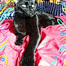Martin a rejoint le concours — aidez-le/la à gagner de superbes lots ! black_cat, carnivoran, cat, cat_like_mammal, chartreux, kitten, mammal, pink, small_to_medium_sized_cats, tail, vertebrate, whiskers