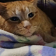 Gatito joined the competition — help win amazing prizes! bedding, blanket, cat, close_up, cozy, cute, domestic_cat, eyes, fur, ginger_cat, home, indoor, muzzle, nose, pet, portrait, relaxed, sleepy, soft_texture, whiskers