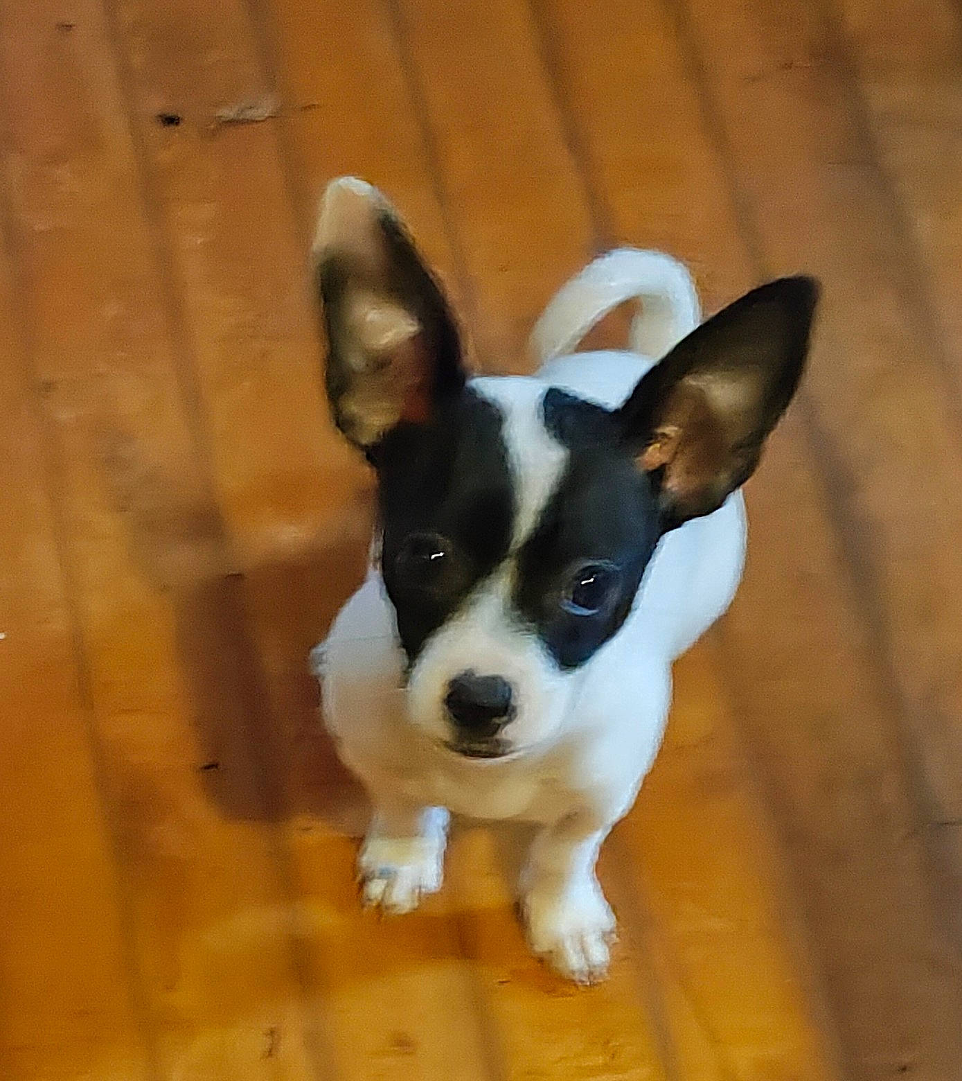 Sky joined the competition — help win amazing prizes! accessories, animal, bostonbull, bulldog, canine, chihuahua, cockerspaniel, dog, frenchbulldog, hardwood, hound, husky, papillon, pet, plywood, puppy, strap, terrier, whitedog, wood