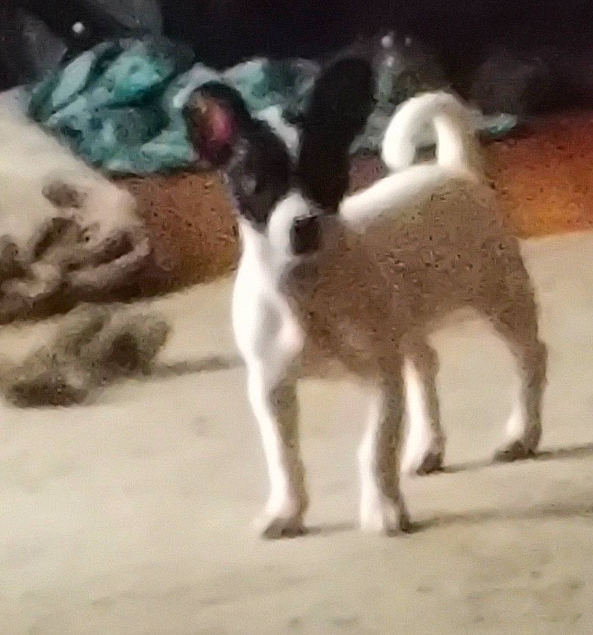 Sky joined the competition — help win amazing prizes! animal, bostonbull, bulldog, canine, cat, chihuahua, cockerspaniel, deer, dog, face, hare, head, nature, outdoors, papillon, person, pet, puppy, rabbit, rodent