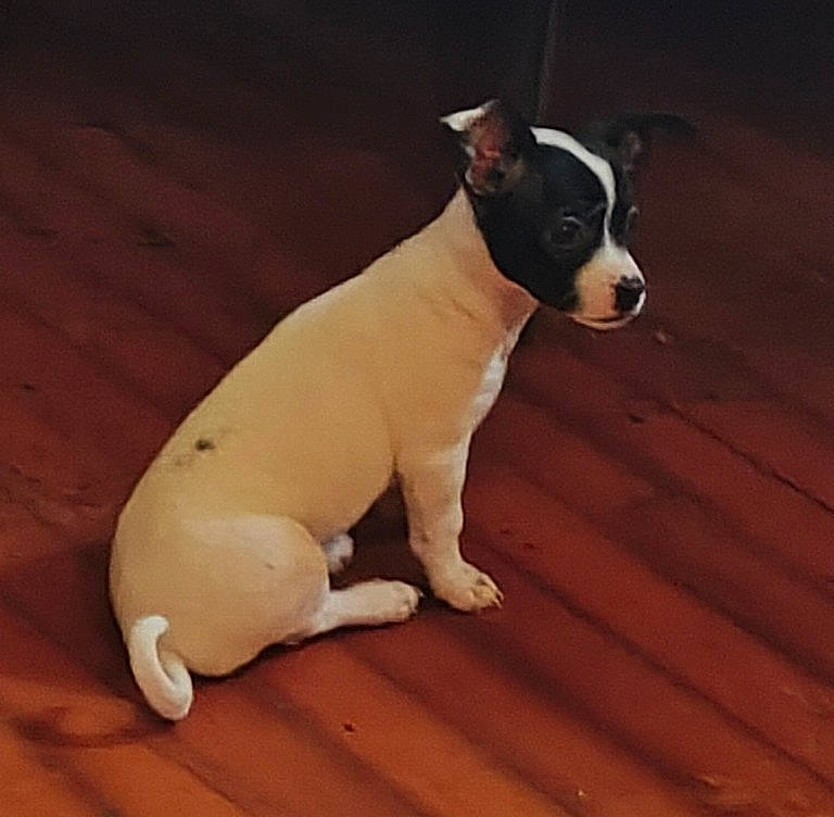 Sky is registered to the contest to win money with this photo: accessories, animal, ball, bostonbull, boxer, bulldog, canine, dog, frenchbulldog, hardwood, pet, pitbull, puppy, snout, sport, stainedwood, strap, tennis, tennisball, wood