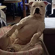 Gus is registered to the contest to win money with this photo: dog, white_dog, pet_bed, indoor, relaxed, lounge, canine, animal, furniture, home, wood_floor, chair, table, domestic, household, resting, companion, cute, cozy, portrait