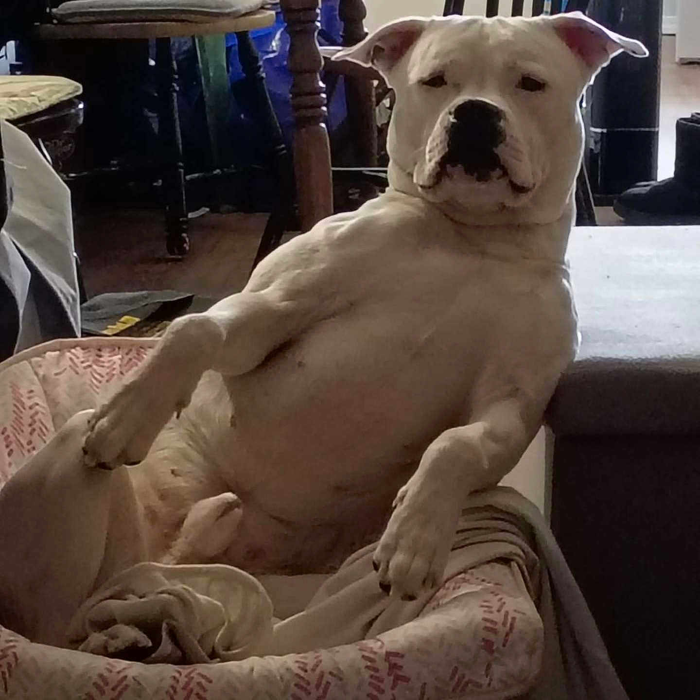 Gus is registered to the contest to win money with this photo: dog, white_dog, pet_bed, indoor, relaxed, lounge, canine, animal, furniture, home, wood_floor, chair, table, domestic, household, resting, companion, cute, cozy, portrait