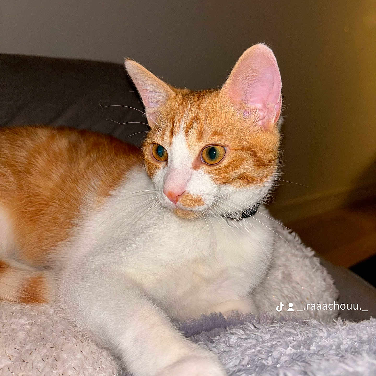 Winny participe au concours pour gagner de l'argent avec cette photo : abyssinian, angora, animal, blanket, cat, kitten, manx, pet, siamese