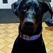 Vernon participe au concours pour gagner de l'argent avec cette photo : dog, doberman, indoor, collar, floor, tile_floor, door, mat, black_coat, pet, animal, canine, looking, sitting, ears, snout, focused, portrait, house, domestic
