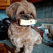 Vengelis participe au concours pour gagner de l'argent avec cette photo : dog, small_dog, brown_fur, kitchen, countertop, bone, pet, animal, indoor, tile, cabinet, cute, fur, mischievous, standing, looking_away, household, domestic, companion, curious